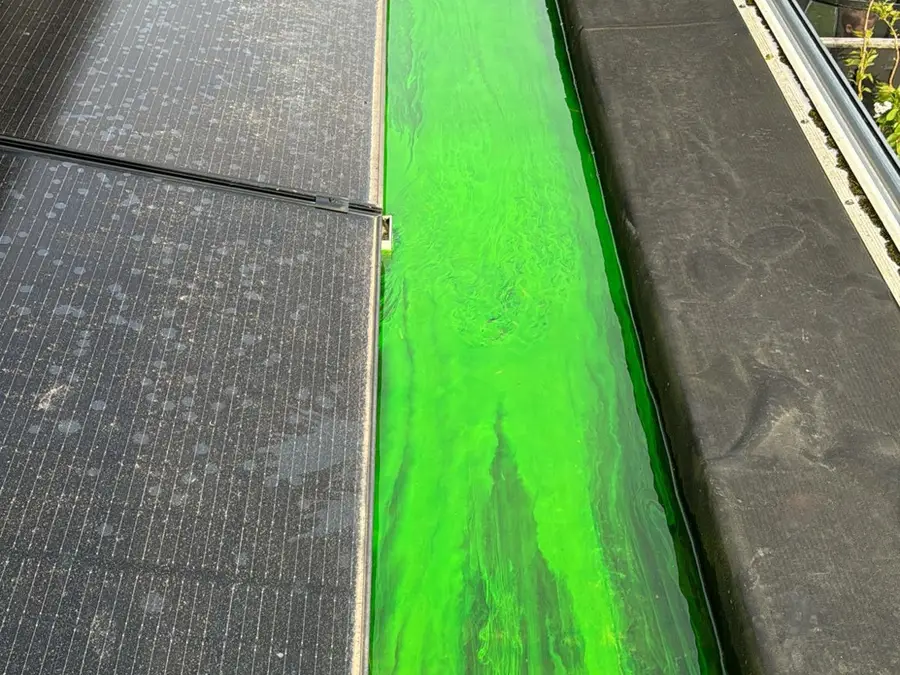 Groene kleurstof in een dakgoot naast zonnepanelen
